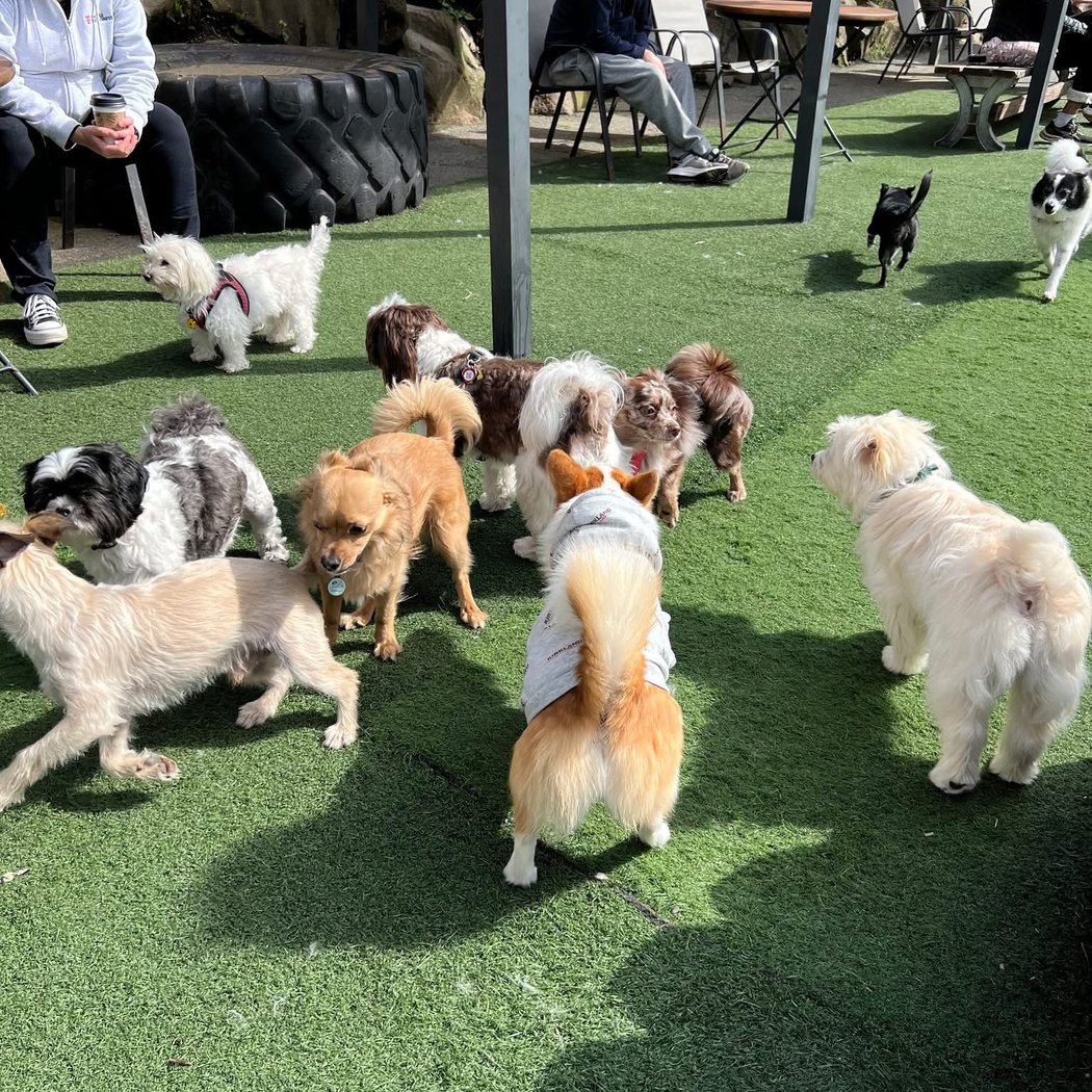 Small Dog Meet Up 1
